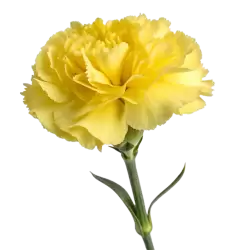 Imagen PNG para descargar